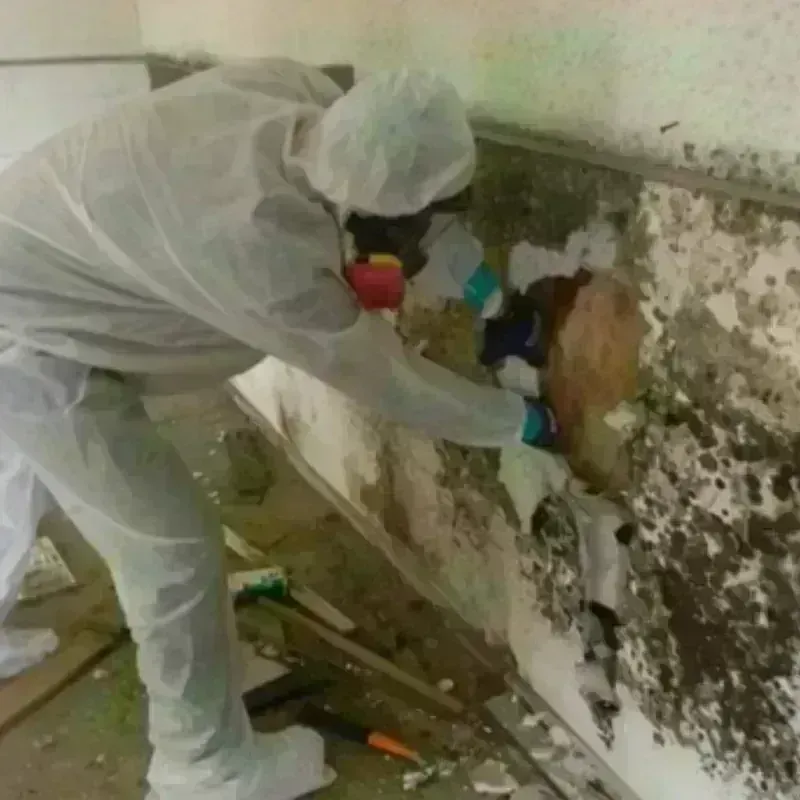 Mold Remediation and Removal in Benbrook, TX